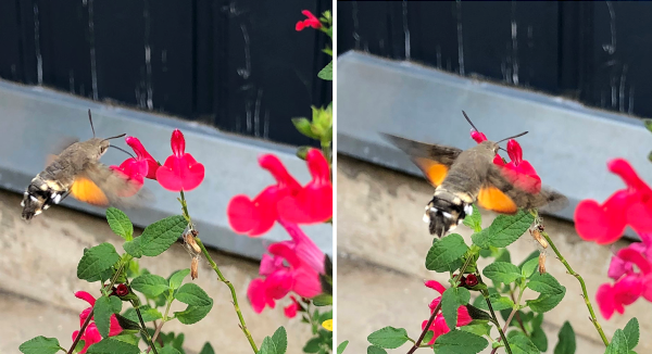 Moro-sphinx (Macroglossum stellatarum) &copy; Nicolas Macaire / LPO